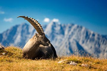 Ibex in the Alps with Watzmann in the background by Dieter Meyrl