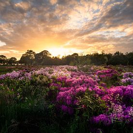 Rhododendronfeld im schönen warmen Abendlicht von KB Design & Photography (Karen Brouwer)