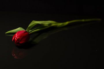 Ook een tulp kan romantisch ogen.. van As Janson