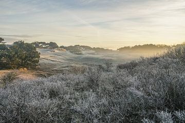 Winterse zonsopgang in de duinen van Dirk van Egmond