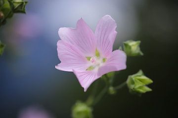 Roze bloem van Isabel van Veen