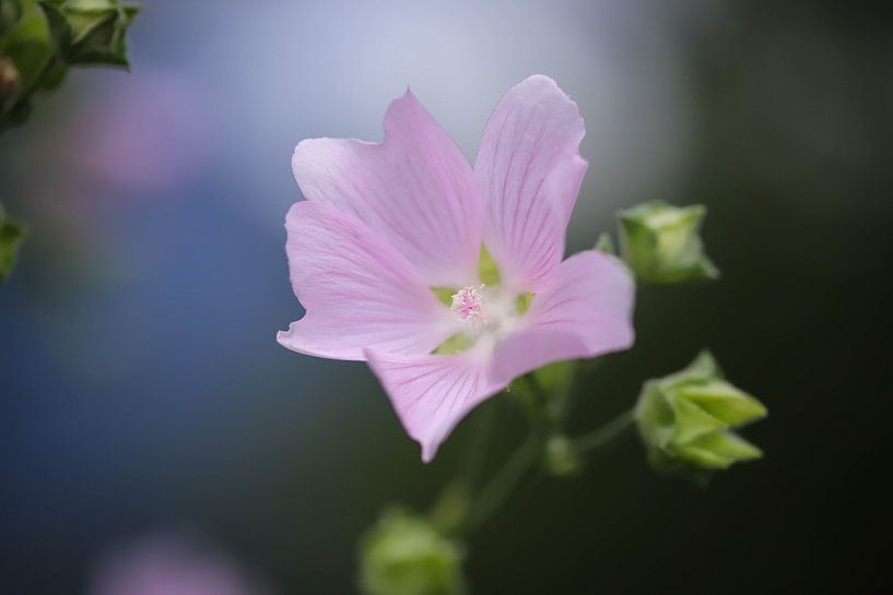 Pink flower by Isabel van Veen