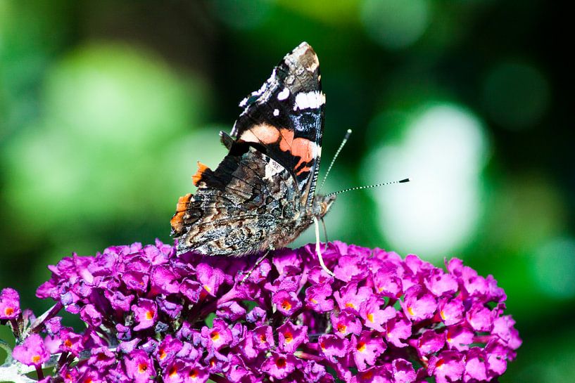 Vlinder op bloem by Ron Pool