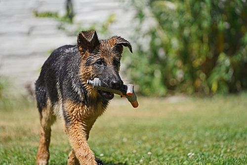 Schapenhond (puppy) speelt met tuinslangpijp