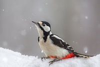 specht in de winter
