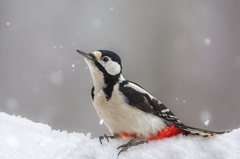 specht in de winter