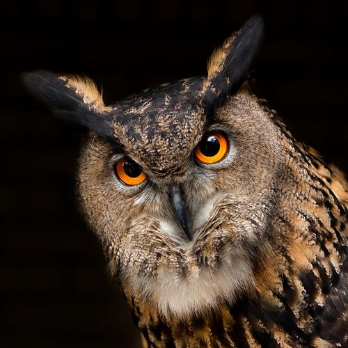 Portrait European eagle owl