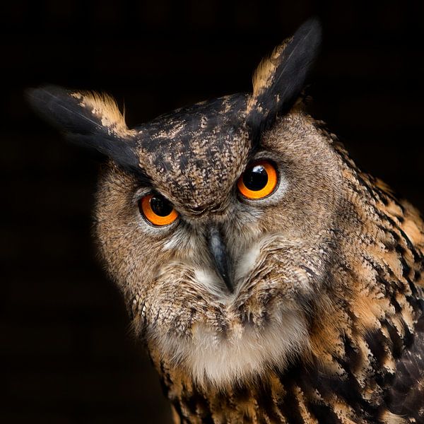 Portrait European eagle owl by Michar Peppenster