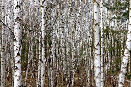 Birch