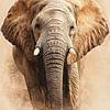 Portrait d'éléphant dans le silence terrestre de la savane sur Eva Lee