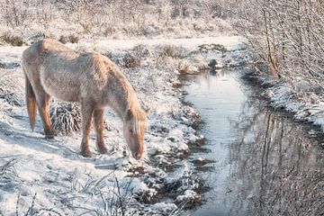 Pferde im Schnee von Egon Zitter