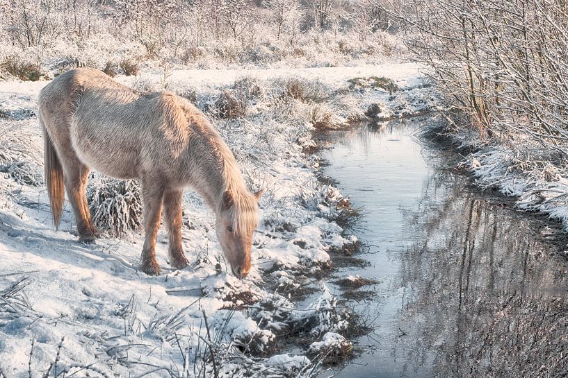 Paarden in de sneeuw van Egon Zitter