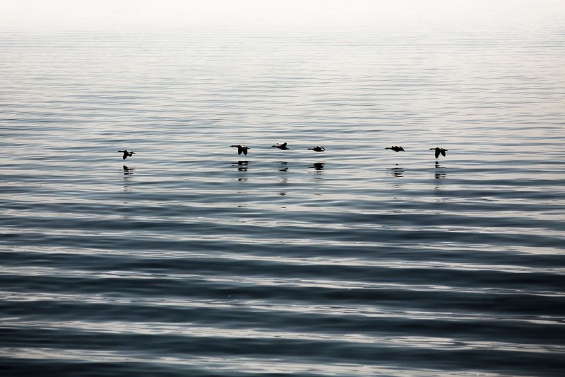 Low flight van Claire Droppert