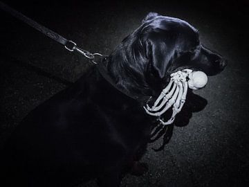 Halloweenhond van kattoo hillewaere