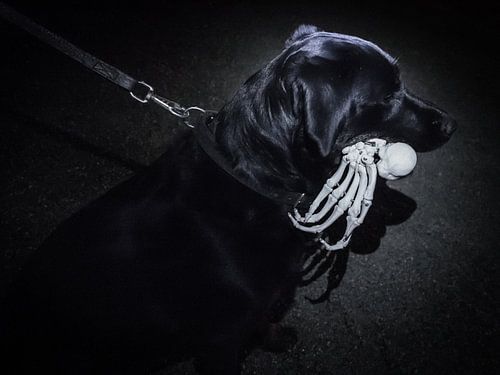 Halloweenhond
