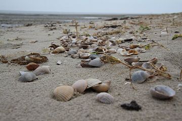 Schelpen op het strand van Texel van Eibert van de Glind