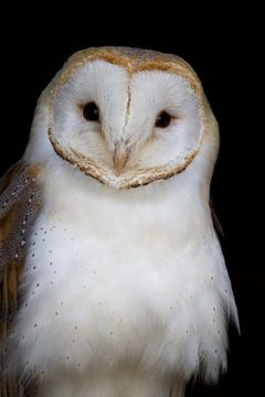 Barn Owl by Aislinn Kalis
