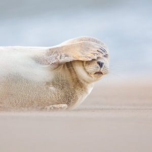 gewone zeehond van Pim Leijen