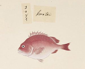Poisson non identifié, Kawahara Keiga sur Fish and Wildlife