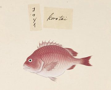 Ongeïdentificeerde vis, Kawahara Keiga van Fish and Wildlife