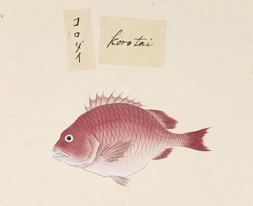 Nicht identifizierter Fisch, Kawahara Keiga