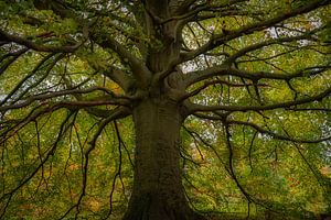 Welt-Baum von 1860