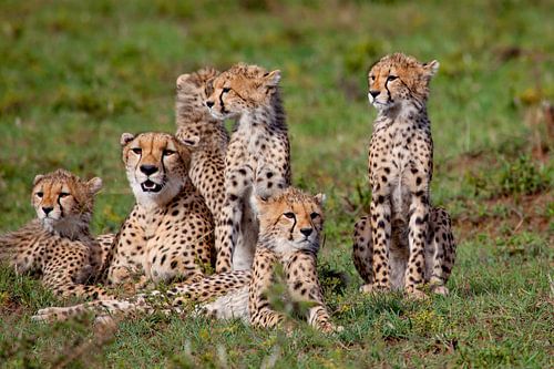 Cheetah familie