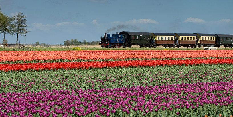 Propulsée par les champs de tulipes de tramway à vapeur par Hans Brinkel