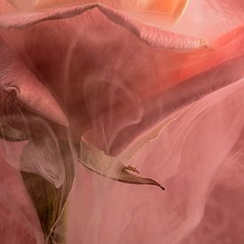 Rose fumante sur Marjolijn van den Berg