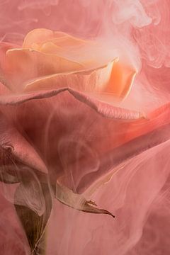 Pink Smoking Rose by Marjolijn van den Berg