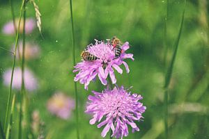 Wiesenblumen - Skabiose