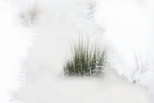 Winter by Ingrid Van Damme fotografie