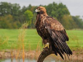 Steinadler von Loek Lobel