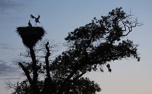 Storchennest kurz vor Einbruch der Dunkelheit von Danny Slijfer Natuurfotografie