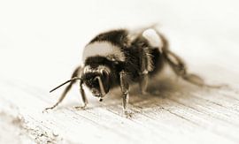 Hommel by Incanto Images