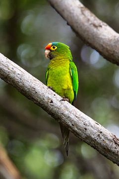 Orange fronted parakeet | Bird | Mexico | Wildlife by Kimberley Helmendag