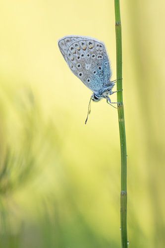 Icarus Blue in portrait by Moetwil en van Dijk - Fotografie