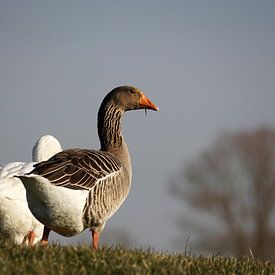 Ganzen von Sander Vlug