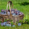 Panier de prunes en automne sur Animaflora PicsStock
