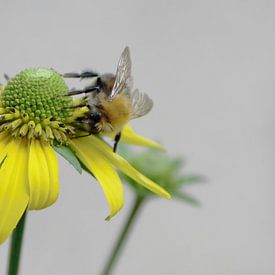 34 Jochumhof Zonnekruid (Helenium) en akkerhommel van JacArt Prints