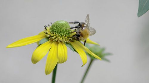 34 Jochumhof Zonnekruid (Helenium) en akkerhommel