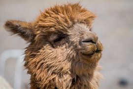 Braunes Alpaka von Ivo de Rooij