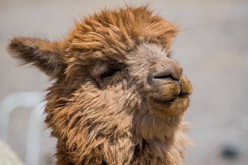 Bruine Alpaca