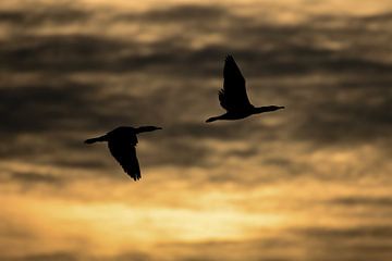 Silhouette d'oiseau avec le lever du soleil. sur Tim Link