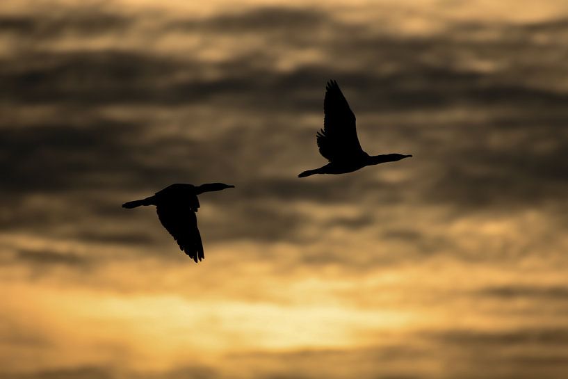 Vogel silhouet met zonsopkomst. van Tim Link