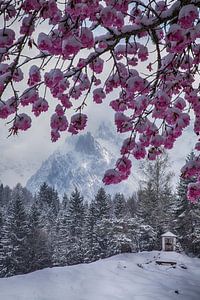 Kirsche im Schnee