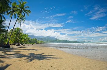 Plage de palmiers près d'Uvita au Costa Rica