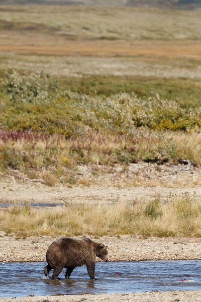 Grizzly beer  van Menno Schaefer