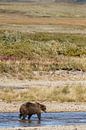 Grizzly bear von Menno Schaefer Miniaturansicht