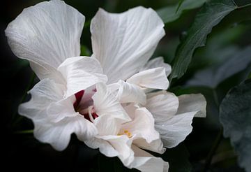 Blooming white hibiscus in the rainforest by Ulrike Leone